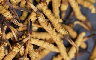 冬蟲夏草辨別方法大全：輕松識破真偽與優劣