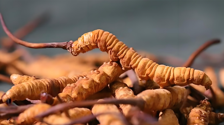 冬蟲夏草泡酒全攻略:所需材料、選材標準與準備指南