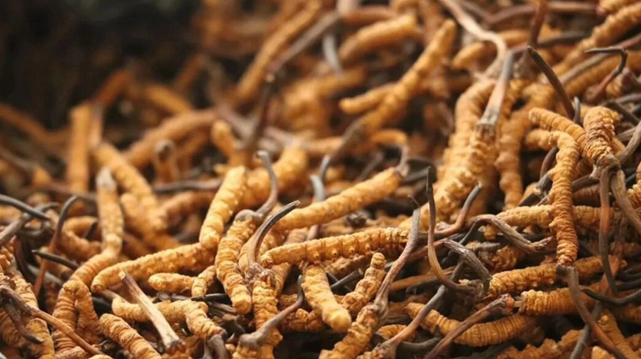 冬蟲夏草一條多少錢?單條價格的計算邏輯與實際范圍