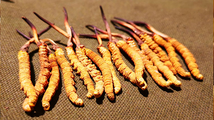 抖音上的冬蟲夏草能買嗎？謹慎抉擇，理性消費