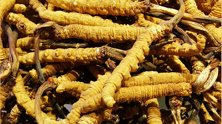 紫河車與冬蟲夏草的區別:來源、功效及適用場景解析