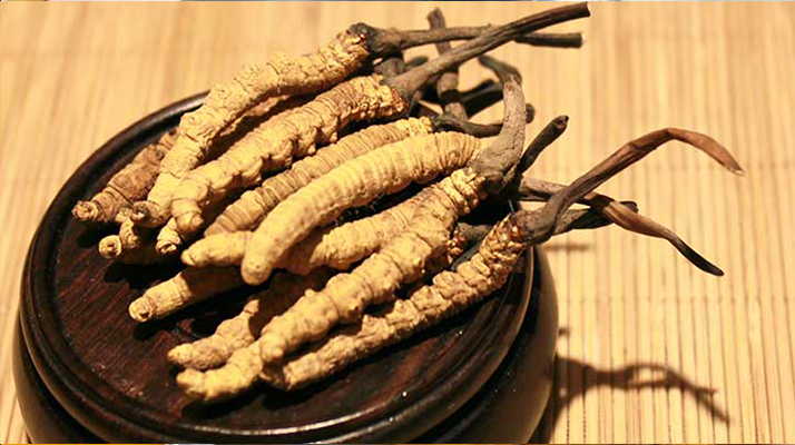 剛挖采的冬蟲夏草怎么辦?科學處理與儲存指南