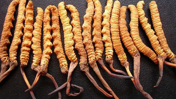 冬蟲夏草真假難辨?從味道入手,掌握實用鑒別法