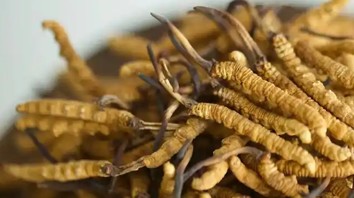 冬蟲夏草輔助調理病癥的方法:科學搭配與食用指南