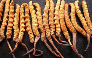 冬蟲夏草真假難辨？從味道入手，掌握實(shí)用鑒別法