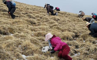 冬蟲夏草采挖看月份！4-7月各產(chǎn)區(qū)差異大，5-6月是“黃金窗口”