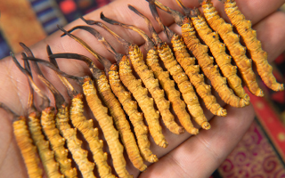  冬蟲夏草真偽鑒別指南：6招教你避坑