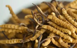 野生冬蟲夏草價格表解析：產地與規格決定價值高低