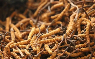 鮮冬蟲夏草有保質(zhì)期嗎？儲存方式與時(shí)效全解析