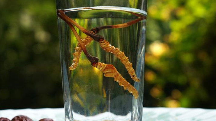 鎖陽冬蟲夏草泡酒