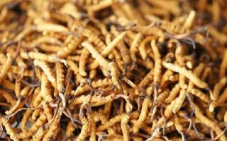 解密冬蟲夏草頭期蟲草：品質優勢與鑒別指南