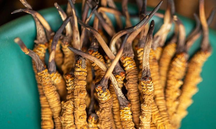 冬蟲夏草有什么作用 