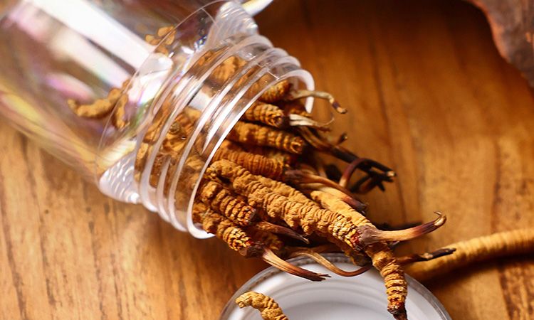 <a href=http://m.dongtai1982.com/jiage/ target=_blank class=infotextkey>冬蟲夏草多少錢</a>一條 