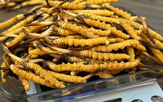 新鮮冬蟲夏草一次吃幾根？科學用量指南來了?