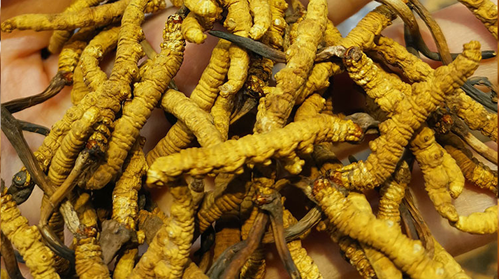 長期喝冬蟲夏草有危害嗎