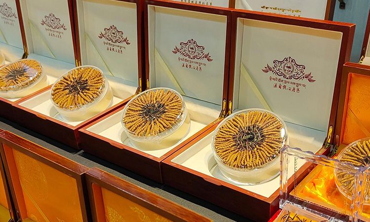 冬蟲夏草真假鑒別