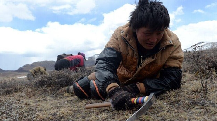 那曲<a href=http://m.dongtai1982.com/sdph/wacr/ target=_blank class=infotextkey>挖草人</a>阿旺的蟲草采摘時間表