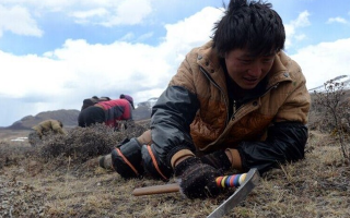 那曲挖草人阿旺的蟲草采摘時(shí)間表：跟著草原節(jié)氣走，不錯(cuò)過每根好蟲草