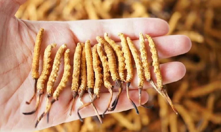 為啥說頭期冬蟲夏草品質最好