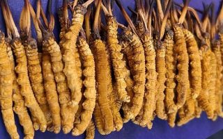 挖了三十年蟲草，這些采摘的苦，沒經歷過的人真不懂