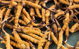 燉了二十年蟲草湯，這口感我太熟了，跟你細細說