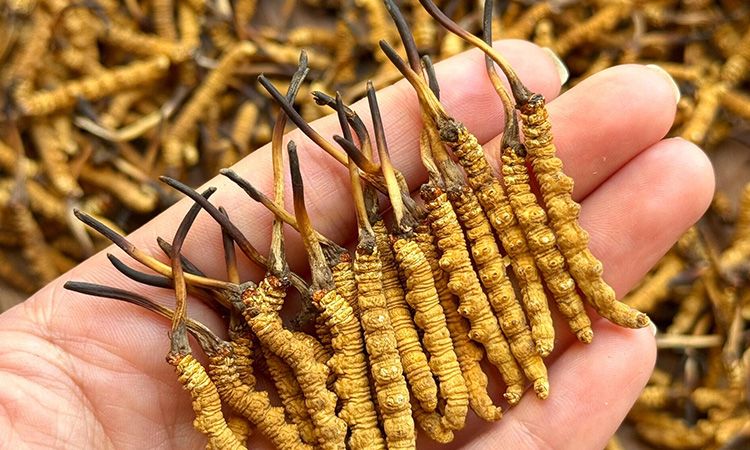 冬蟲夏草保存時長:專家解析關鍵影響因素與期限界定