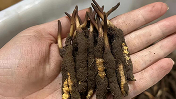 野生冬蟲夏草能治什么病?