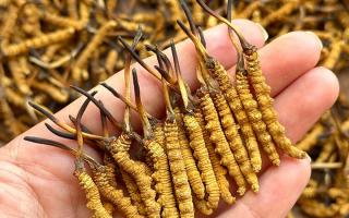 東強堂科普：冬蟲夏草保存期多久？源頭品牌教你科學鎖鮮