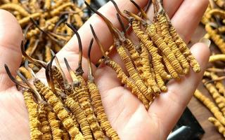 東強堂科普：雪山冬蟲夏草無“葉”！那曲珍品的草頭形態藏著品質密碼