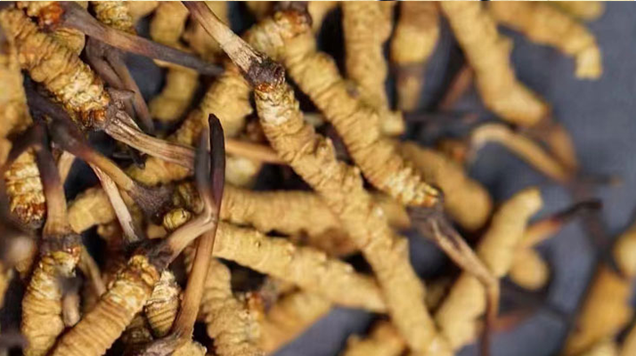 東強堂那曲冬蟲夏草統一價格表