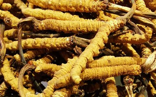 雪域珍品，大器天成！東強堂最大新鮮那曲冬蟲夏草，解鎖巔峰滋養