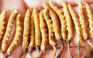 四歲寶寶能吃冬蟲夏草嗎？藏農神草：科學滋養，守護孩童成長元氣