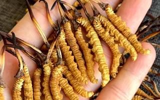 權(quán)威解答：冬蟲夏草可以放水燉嗎？藏域珍饈的科學(xué)燉煮指南