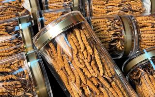 揭秘適合冬蟲夏草生長(zhǎng)的環(huán)境，西藏那曲蟲草網(wǎng)解讀雪域孕育密碼