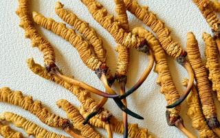 冬蟲夏草保存的最佳溫度，西藏那曲蟲草網教你鎖住雪域珍草營養