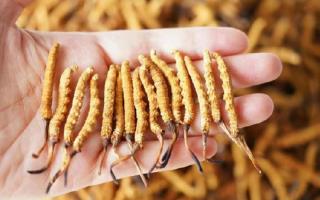 帶泥的冬蟲夏草怎么保存？西藏那曲蟲草網教你鎖住雪域本味