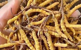 2026冬蟲夏草十大品牌排名，那曲源頭品牌引領行業標桿