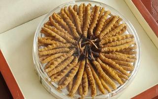 冬蟲夏草不養(yǎng)生會怎么樣？正視滋養(yǎng)價值，規(guī)避認(rèn)知誤區(qū)