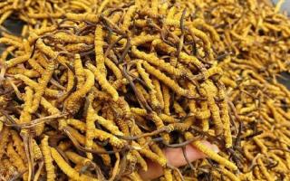 西藏那曲蟲草網｜一克冬蟲夏草煲多少水合適？行業權威指南來了