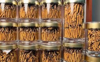 花膠和冬蟲夏草一起煲嗎？行業權威解讀+實操指南