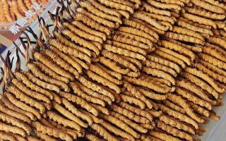 寶寶可以服用冬蟲夏草嗎？權威指南，科學滋補不踩坑