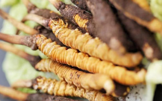 雪域珍草可尋蹤——西藏那曲蟲草網教你找準冬蟲夏草正規購買渠道