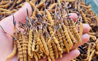 35元一根的冬蟲夏草能買嗎？——揭秘低價蟲草真相