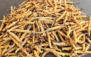 選對冬蟲夏草不踩坑——西藏那曲蟲草網教你挑出優質好蟲草