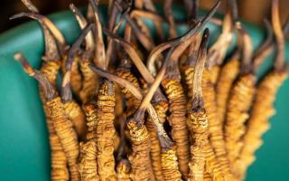 900根一斤的冬蟲夏草價格多少？西藏那曲蟲草網揭秘2026年最新行情及選購指南