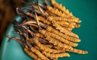 解密那曲冬蟲夏草：藏地靈草的滋養價值與核心妙用