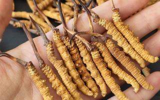 正宗冬蟲夏草怎么選購？那曲蟲草行業網站教你避坑指南