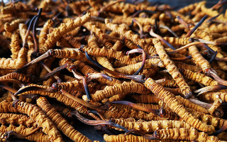 大批量冬蟲夏草保存方法，鎖住雪域營(yíng)養(yǎng)不流失