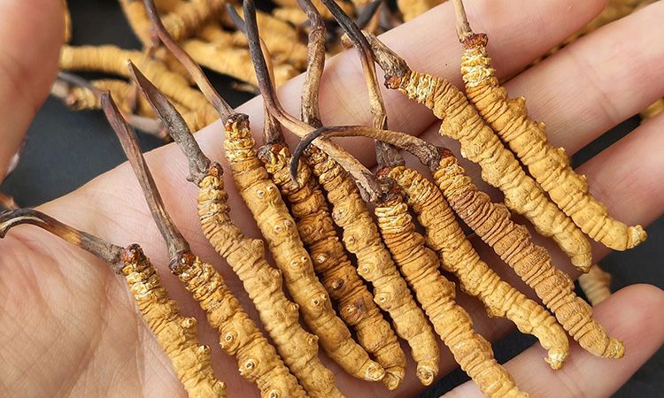 <a href=http://m.dongtai1982.com/s/cczjjd target=_blank class=infotextkey>冬蟲夏草真假鑒定</a>