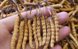 冬蟲夏草主要產地詳解：那曲雪域，蟲草的黃金搖籃